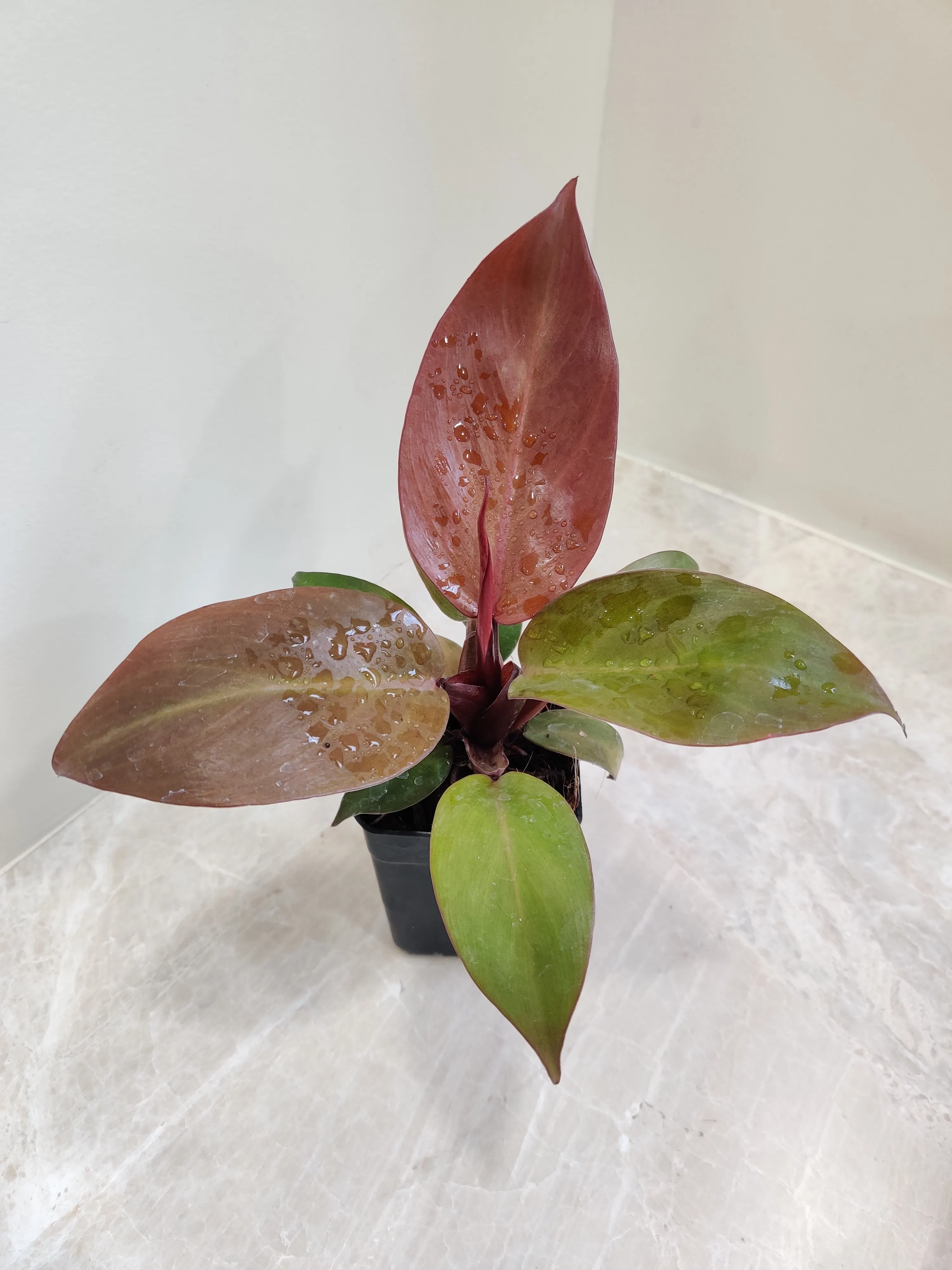 Philodendron Sunred Plant (Small)