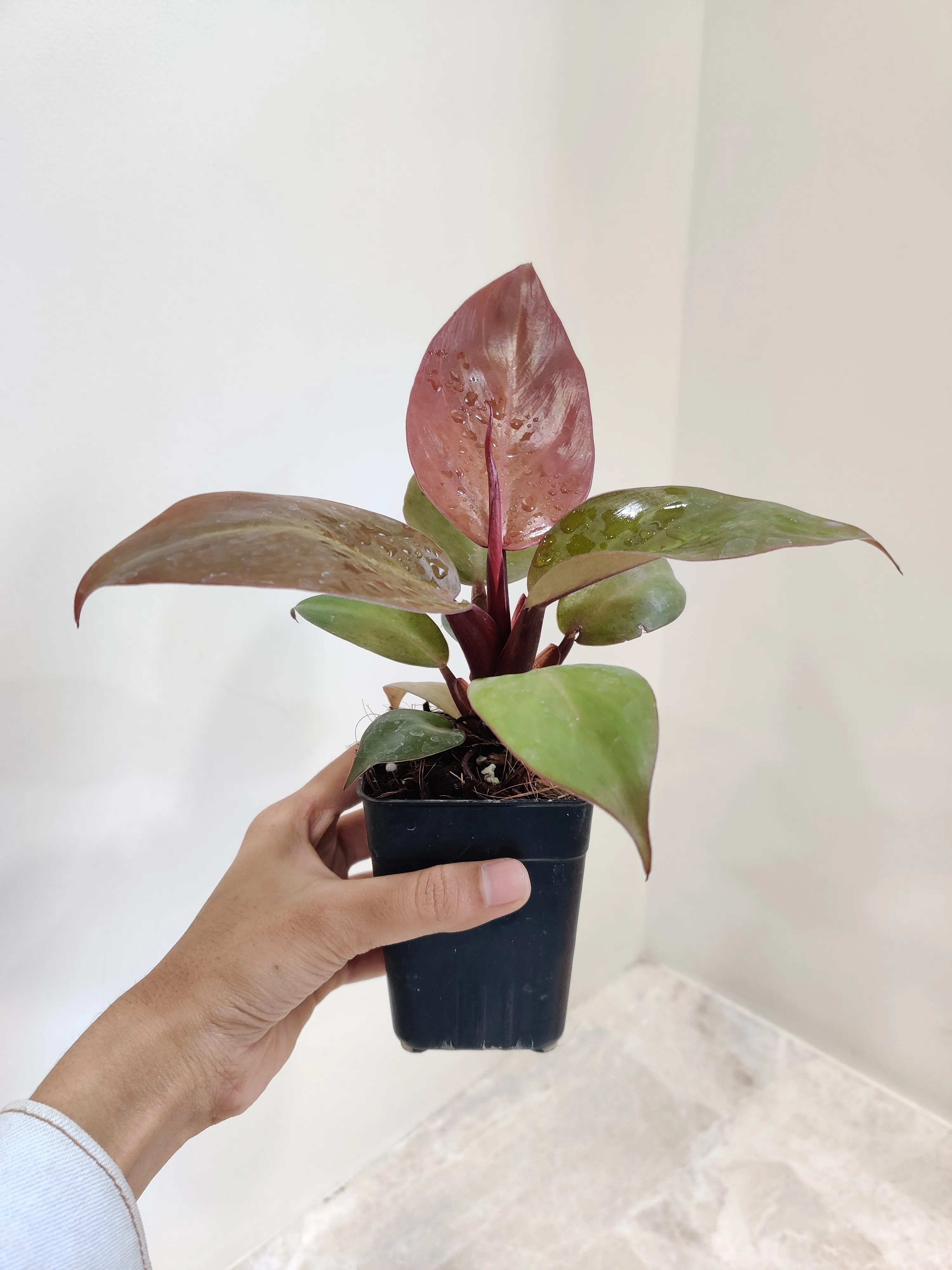 Philodendron Sunred Plant (Small)