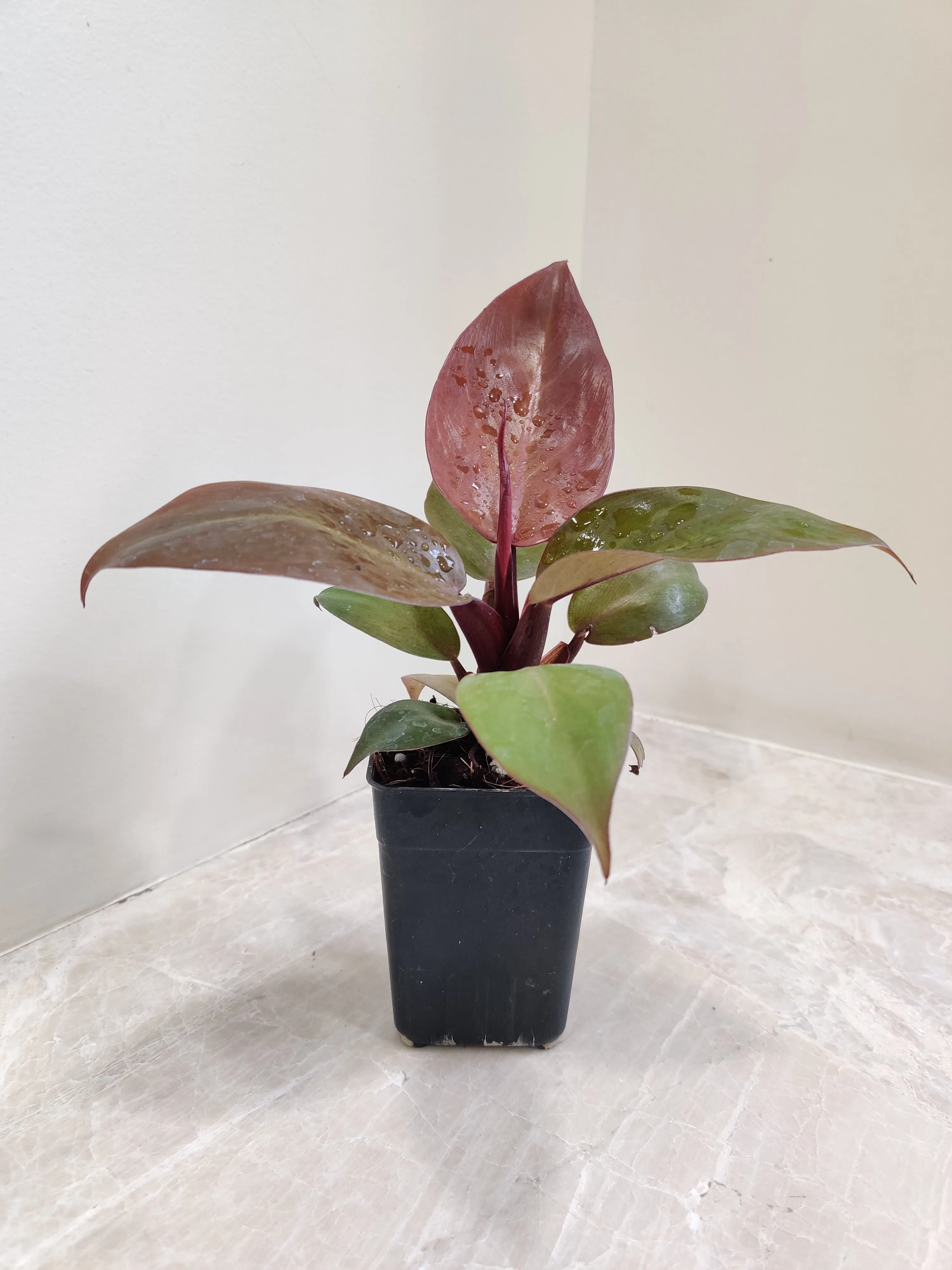 Philodendron Sunred Plant (Small)