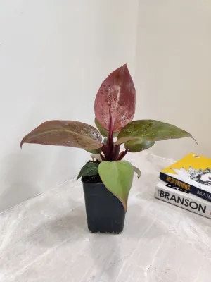 Philodendron Sunred Plant (Small)