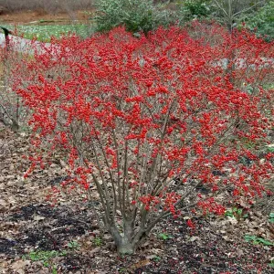 Red Sprite Winterberry Holly