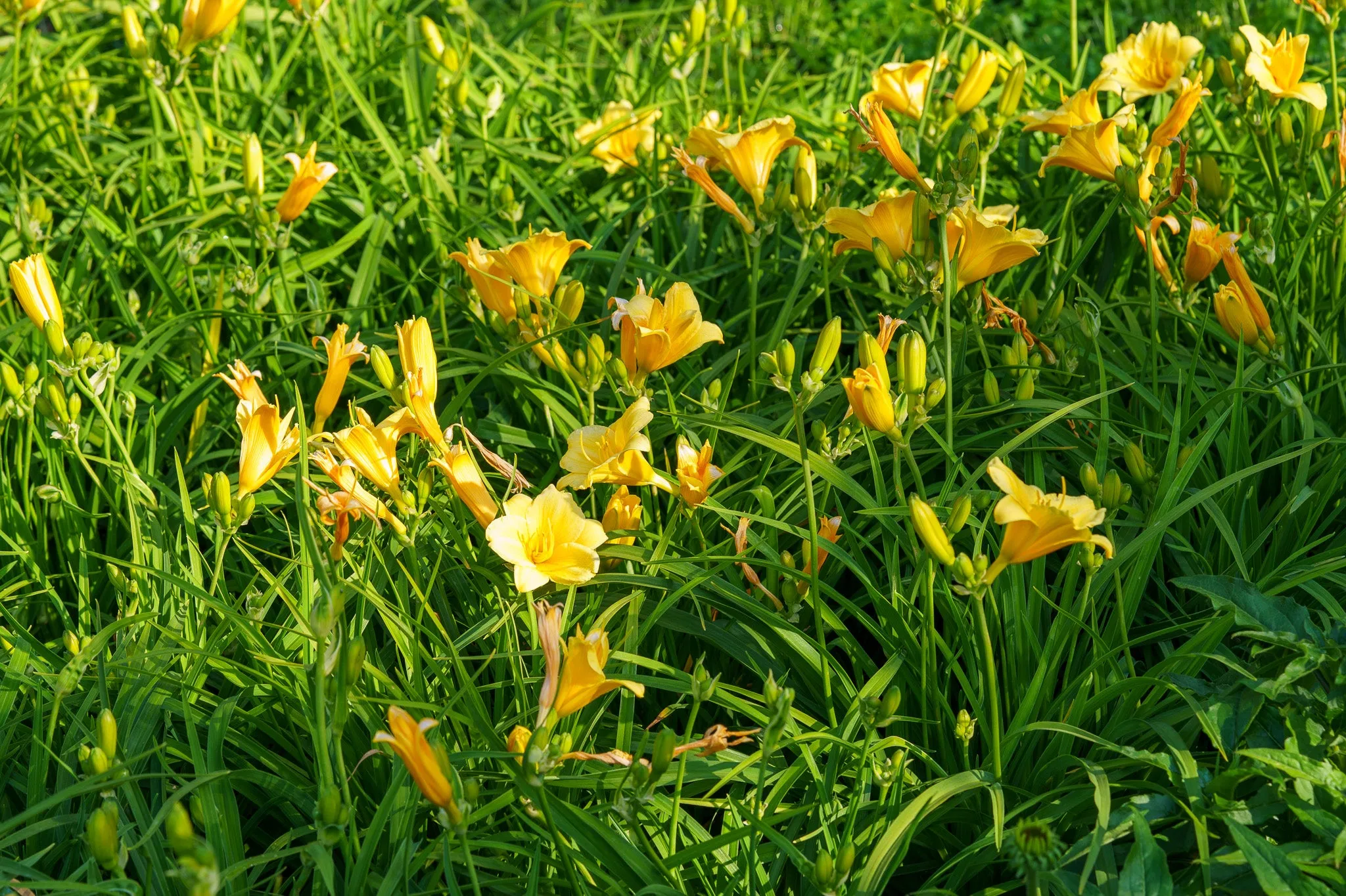 Stella d'Oro Daylily