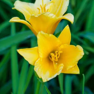 Stella d'Oro Daylily